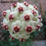 Hot Sale 2015 22 Colors Rare Hoya Seeds Flower Seeds 50pc/Pack Bonsai Seeds