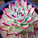 ECHEVERIA agavoides Ebony Salitrera Succulents Fleshy Seeds 20PCS Per Pack