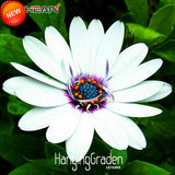 Big Sale!White Osteospermum Seeds Potted Flowering Plants Blue Daisy Flower