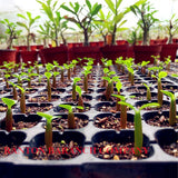 New arrive RANTON GARDEN 5 PCS "The Ensatina" Adenium Obesum seeds quality