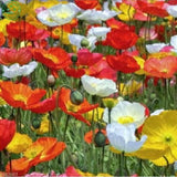 Flower seeds Iceland Poppy seeds Mix Pink Yellow Orange Rose White Cream an