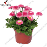 English Daisy seeds Bellis perennis Rare bonsai chrysanthemum flower seeds