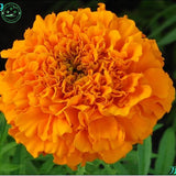 Flower Seeds Bonsai seeds substitutes Marigold Seeds   Antigua Orange   Gre