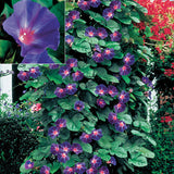 Flower seeds Morning Glory Seeds ~ STAR OF YELTA  Gorgeous Annual Climbing