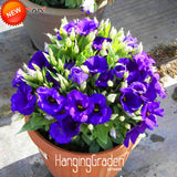 New Seeds 2017!7 Colors Eustoma Seeds Perennial Flowering Plants Potted Flo