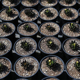 Rare Succulent plants seeds 10pcs ECHEVERIA affinis black seeds quality flo