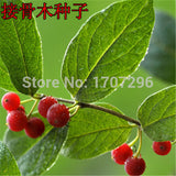 Elderberry seeds, potted flower seed   20 pcs / lot-in Bonsai from Home & G