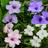 Flower seeds Potted plant seed Mexican petunias Seed  Ruellia brittoniana S