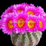 1 Original Pack 10 Seeds / Pack mixture of cactus seeds, office desk Radiat