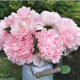 Flower seeds bonsai Peony Seeds   Pale Rose  DOUBLE PEONY POPPY Papaver Flo