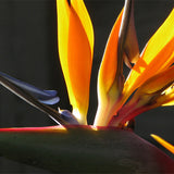 New Arrival!100 Indoor Potted Plant Flower Orange Strelitzia Reginae Bird O