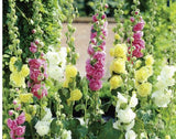 Bonsai seeds Hollyhock flower Mix Flower Seeds Perennial bonsai garden dec