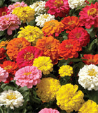 Dwarf zinnia flower seeds, zinnia mini 7colors mixed Bonsai potted flower