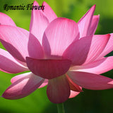 Hydroponic Flowers Small Water Lily Seeds Mini Lotus Seeds Bonsai Seeds Set