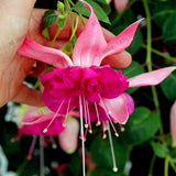 Big sale!100pcs/bag Fuchsia Hybrida seeds, lantern flowers seeds,bonsai pla