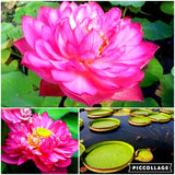 lotus seeds,lotus flower, plants aquatic plants aquatic water lily flowers