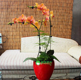 phalaenopsis orchid plant, free phalaenopsis seeds Indoor planting flowers