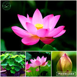 lotus flower, lotus seeds, plants aquatic plants aquatic water lily flowers