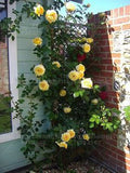 Flower Seeds100 Yellow Climbing Roses Seeds semenatsvety garden Bright and