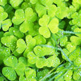 ZLKING 200pcs Lucky Four Leaf Clover Grass Bonsai Seeds Decoration Grow You