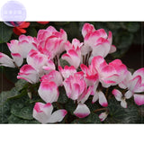 BELLFARM Cyclamen Perennial Flower Seeds, 3 seeds, professional pack, mixed