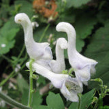 Hot Selling Home 100pcs Rare Swan Flowers Seeds Characteristics Flower seed