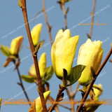 Bright Yellow Yulan Magnolia Flower Seeds, 15 Seeds/Pack, Yulan Flower Magn