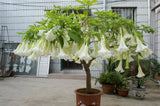 flower seeds Bonsai flower Brugmansia Datura seeds Rare flower seeds Potted