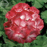 BELLFARM Geranium 'Scarlet Star' Perennial Flower Seeds, 10 seeds, scarlet