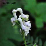 ZGTGLAD 100pcs/lot Rare Swan Flowers Seeds Characteristics Flower seeds Whi