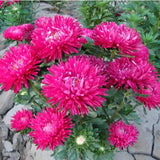 Flower seed Chinese Aster seeds (Callistephus) give you a garden full of br