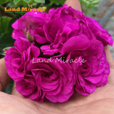 LAND MIRACLE 5PCS Rare Geranium Seeds Purple Rose Pelargonium Perennial Flo