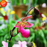 Big Promotion!50 Seed/Pack Pink King Cypripedium Seed Balcony Potted Bonsai