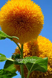 Hot Sale!Teddy Bear Sunflowers seeds Balcony Potted Plants Garden Bonsai Fl