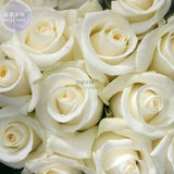 BELLFARM Rose Purely White European Flower Seeds, 50 Seeds, light fragrant