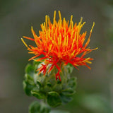 Medicinal herb seeds safflower, red flower seeds 30 particles-in Bonsai fro