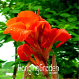 Loss Promotion! 100 PCS Flower seeds Canna Lily Seeds  Bonsai Plants for Ga