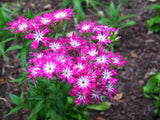 New Arrival Home Garden Plant 100 Seeds Phlox Twinkle Star,Phlox Drummondii