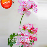 Big Sale!20 Seed/Pack White &amp; Red Edge Geranium Seeds, Perennial Flower