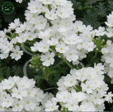 White Verbena seeds Climbing vine flower seeds Primula flower seeds fairy g