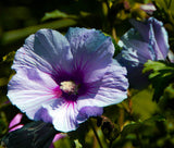 Flower seeds Hibiscus syriacus, Althaea seeds, Rose of Sharon Mallow Ketmie