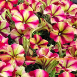 Lily Size 'Pink Lady' Petunia Seeds, 100 Seeds/Pack, Bonsai Flower Seeds Fo