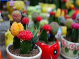 Multifarious Ornamental Plants 100 Mixed Cactus Seeds attractive impressiv