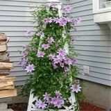 Easy planting balcony patio potted Flower seeds,clematis flowers,Clematis H