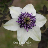 New Arrival!50 PCS/Lot Climbing plant Clematis Hybridas Seeds Home Garden B