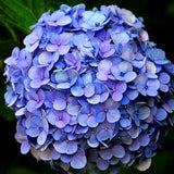 hydrangea flower seedling bonsai garden planting DIYgarden supplies flower