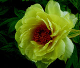 Peony Seeds, Potted Seed, Peony Flower Seed Garden Plants, Perennial Planti