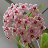 hoya seeds, potted seed, hoya carnosa flower seed Garden plants, perennial