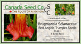 Large Red Angel's Trumpet Flower Seeds, Red Brugmansia Solanaceae  5  Flowe