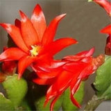 Easy planting balcony patio potted Flower seeds,Zygocactus truncatus,Schlum